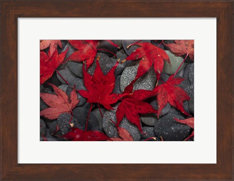 Framed Japanese Maple Leaves On River Rocks Print