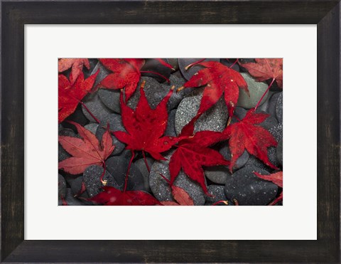 Framed Japanese Maple Leaves On River Rocks Print