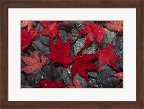 Framed Japanese Maple Leaves On River Rocks Print