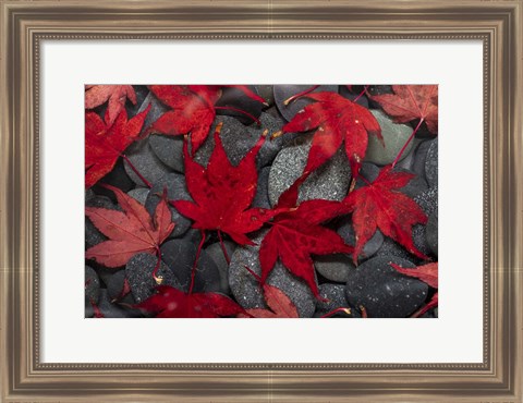 Framed Japanese Maple Leaves On River Rocks Print