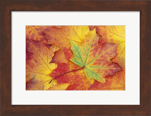 Framed Maple Leaf Pattern Print