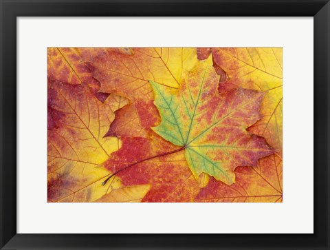 Framed Maple Leaf Pattern Print