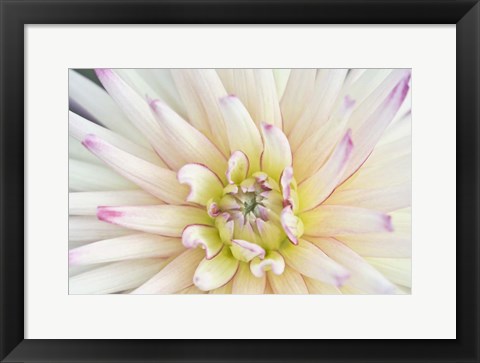 Framed Dahlia Close-Up Print