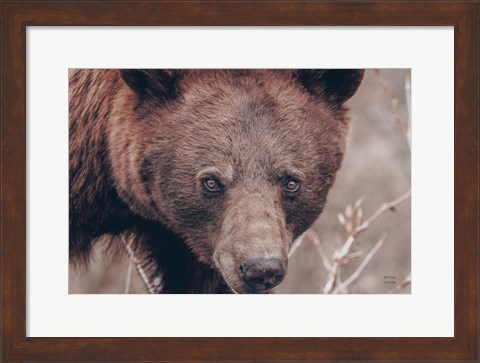 Framed Bear Portrait Print