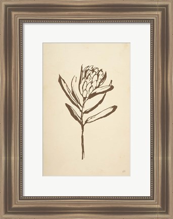 Framed Vintage Line Protea I Print