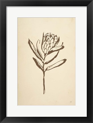 Framed Vintage Line Protea I Print