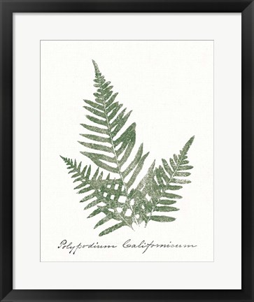 Framed Vintage Ferns XI no Border White Print