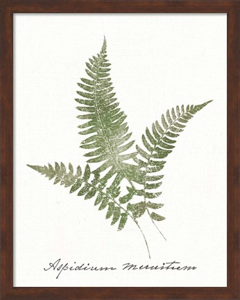 Framed Vintage Ferns X no Border White Print