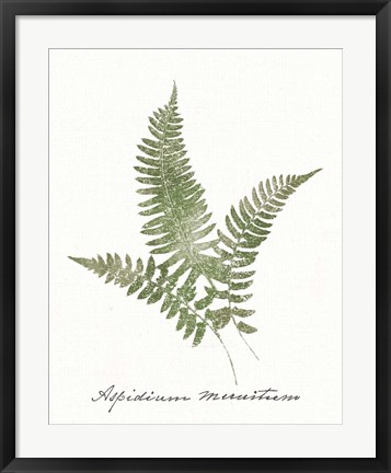 Framed Vintage Ferns X no Border White Print