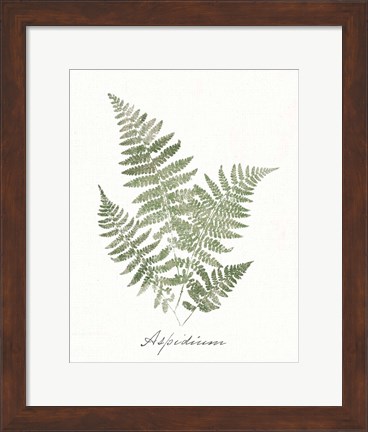 Framed Vintage Ferns IX no Border White Print