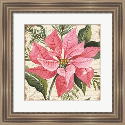 Framed Pink Poinsettia Botanical Print