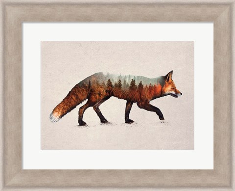 Framed Red Fox Print