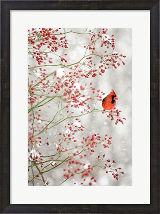 Framed Red Cardinal in the Red Berries Print