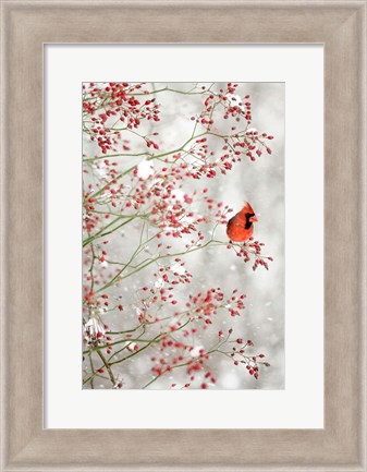 Framed Red Cardinal in the Red Berries Print