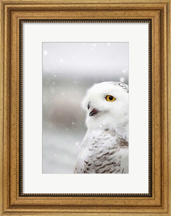 Framed Snowy Owl in the Snow Print