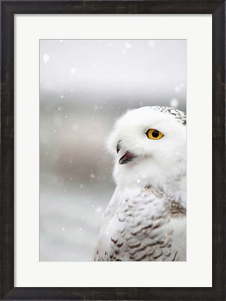 Framed Snowy Owl in the Snow Print