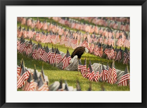 Framed Final Salute - Blad Eagle Print