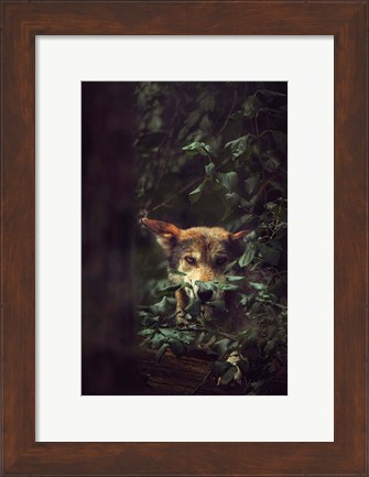 Framed Wolf Print