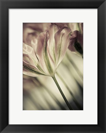 Framed White Stargazers 1 Print