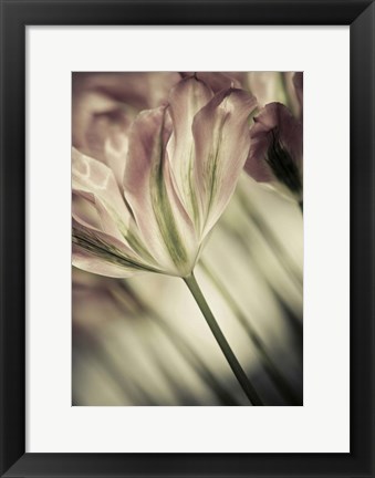 Framed White Stargazers 1 Print