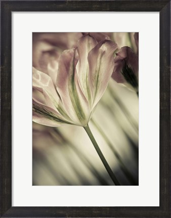 Framed White Stargazers 1 Print