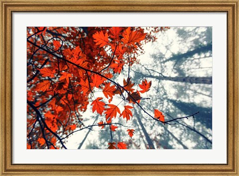 Framed Red Autumn Leaves Print