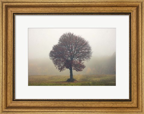 Framed Tree In The Mist Print