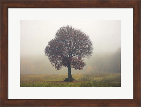 Framed Tree In The Mist Print