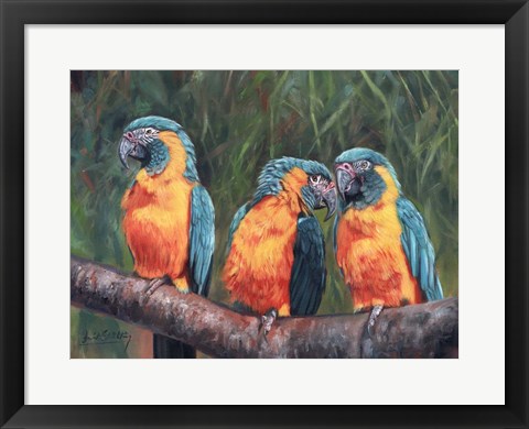 Framed 3 Macaws Print