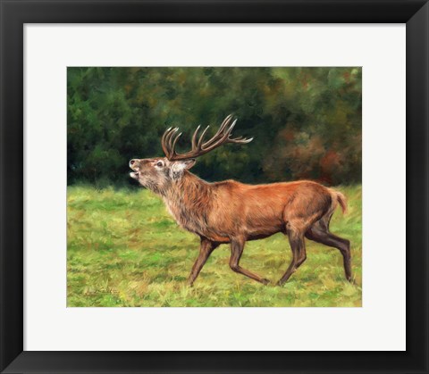 Framed Red Deer Stag Running Print