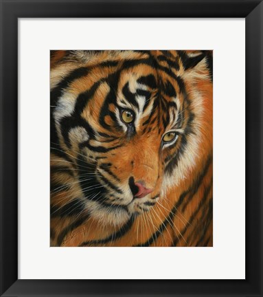 Framed Tiger Portrait 3 Print