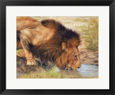 Framed Lion Drinking Print