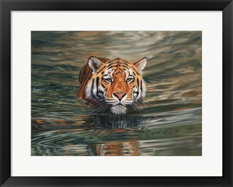 Framed Tiger Water Swimming Print