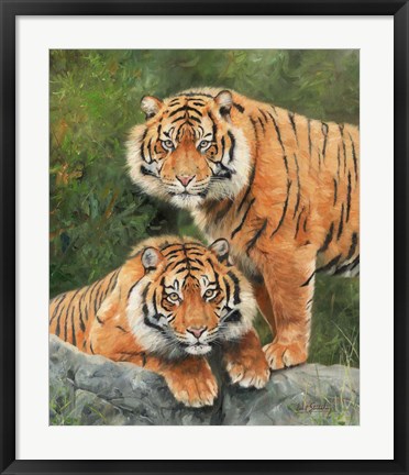 Framed Pair Of Sumatran Tigers Print