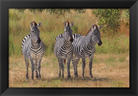 Framed Three Zebras South Luangwa Print