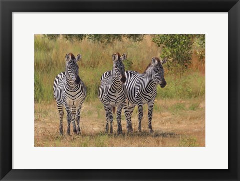 Framed Three Zebras South Luangwa Print