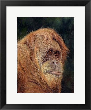 Framed Orangutan Print