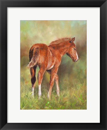 Framed Foal In Sunshine Print