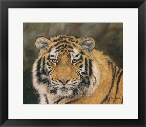 Framed Amur Tiger Portrait Print