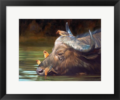 Framed Buffalo And Oxpeckers Print