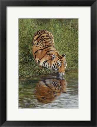 Framed Tiger At Waters Edge Print