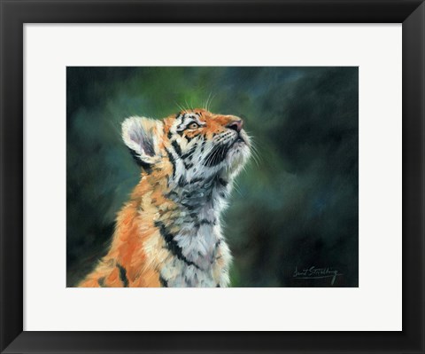 Framed Tiger Cub Looking Up Print