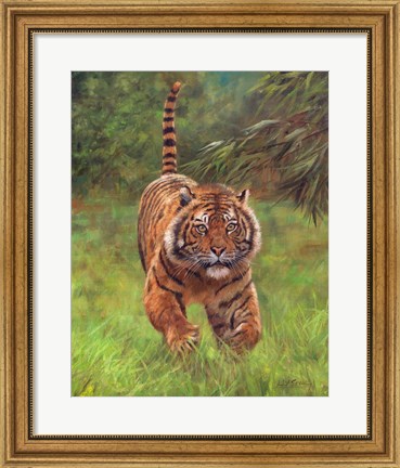 Framed Sumatran Tiger Running Print