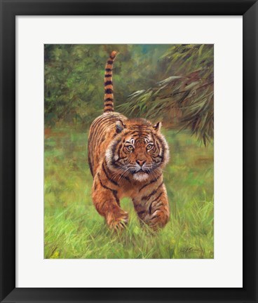 Framed Sumatran Tiger Running Print