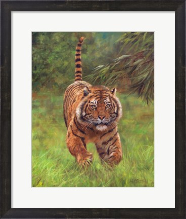 Framed Sumatran Tiger Running Print