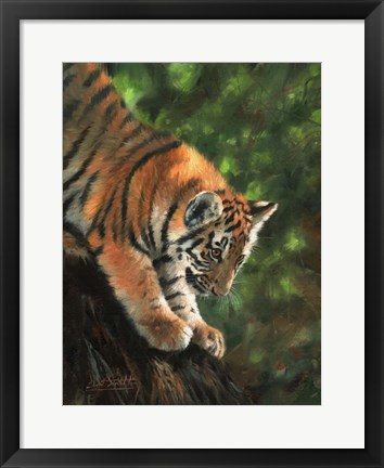 Framed Tiger Cub Climbing Down Tree Print