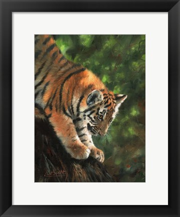 Framed Tiger Cub Climbing Down Tree Print