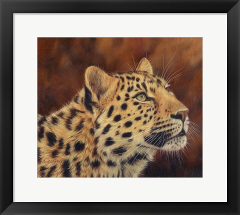 Framed Leopard Portrait Looking Up Right Print