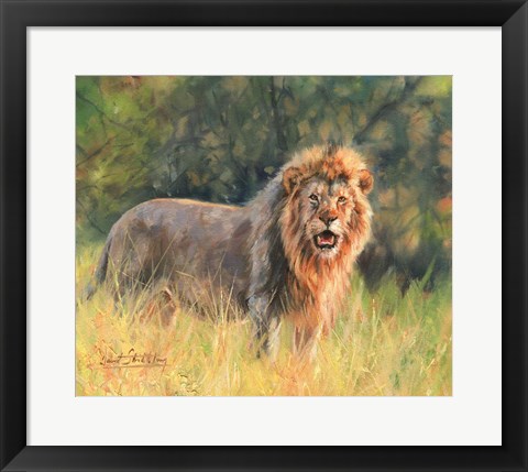 Framed Lion Print