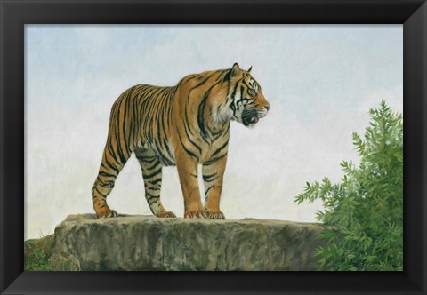 Framed Tiger 11 Print